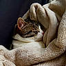 cat, sleeping, blanket, cozy, fur, pet, resting, indoor, closeup, cute, tabby, domestic_cat, comfort, warm, relaxation, soft, animal, mammal, whiskers, nap