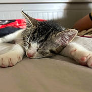 Moucha a rejoint le concours — aidez-le/la à gagner de superbes lots ! kitten, cat, sleeping, paws, close_up, indoor, bed, resting, cute, feline, fur, whiskers, pink_nose, cozy, nap, young_animal, animal, pet, relaxation, soft