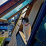 cat, pink_collar, window, roof, building, sunlight, outdoor, architecture, animal, curious, daylight, residential, urban, sky, glass, wood, metal, pet, side_view, gazing