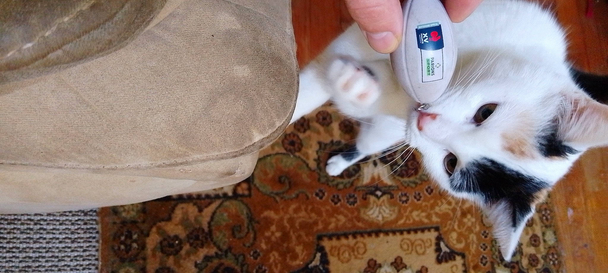 Bambounette participe au concours pour gagner de l'argent avec cette photo : canidae, carnivore, cat, companion_dog, domestic_short_haired_cat, fawn, felidae, foot, fur, linens, nail, pattern, paw, sleeve, small_to_medium_sized_cats, tail, toy, whiskers, wood, wrist