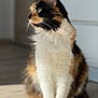 abyssinian, accessories, angora, animal, cat, hardwood, kitten, manx, pet, siamese, strap, wood