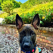 Banga a rejoint le concours — aidez-le/la à gagner de superbes lots ! animal, brick_wall, bushes, closeup, collar, curious, daylight, dog, ears, greenery, leash, nature, nose, outdoor, pebbles, pet, portrait, puppy, sky, young