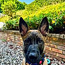 animal, brick_wall, bushes, closeup, collar, curious, daylight, dog, ears, greenery, leash, nature, nose, outdoor, pebbles, pet, portrait, puppy, sky, young