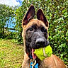 Banga participe au concours pour gagner de l'argent avec cette photo : animal, canine, close_up, collar, daylight, dog, ears, garden, grass, greenery, leash, mouth, nature, outdoor, pet, playful, puppy, sky, tennis_ball, tongue