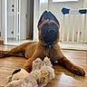 Banga a rejoint le concours — aidez-le/la à gagner de superbes lots ! animal, brown_fur, canine, collar, cute, dog, ears_up, flooring, home, indoor, looking_up, pet, pet_toy, playful, plush_toy, puppy, relaxed, toy, wooden_floor, young_dog
