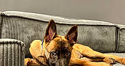 Banga participe au concours pour gagner de l'argent avec cette photo : animal, black_muzzle, brown_fur, canine, companion, couch, dog, domestic_animal, ears, furniture, home, indoor, looking_at_camera, lying_down, pet, portrait, puppy, relaxed, resting, young_dog