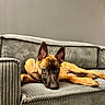 animal, black_muzzle, brown_fur, canine, companion, couch, dog, domestic_animal, ears, furniture, home, indoor, looking_at_camera, lying_down, pet, portrait, puppy, relaxed, resting, young_dog