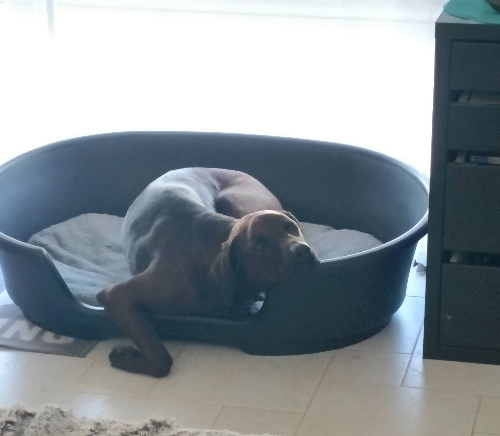 Romy participe au concours pour gagner de l'argent avec cette photo : canidae, carnivore, comfort, companion_dog, dog, dog_breed, dog_supply, fawn, flooring, grey, guard_dog, hardwood, nap, non_sporting_group, pet_supply, sporting_group, tail, terrestrial_animal, window, working_animal