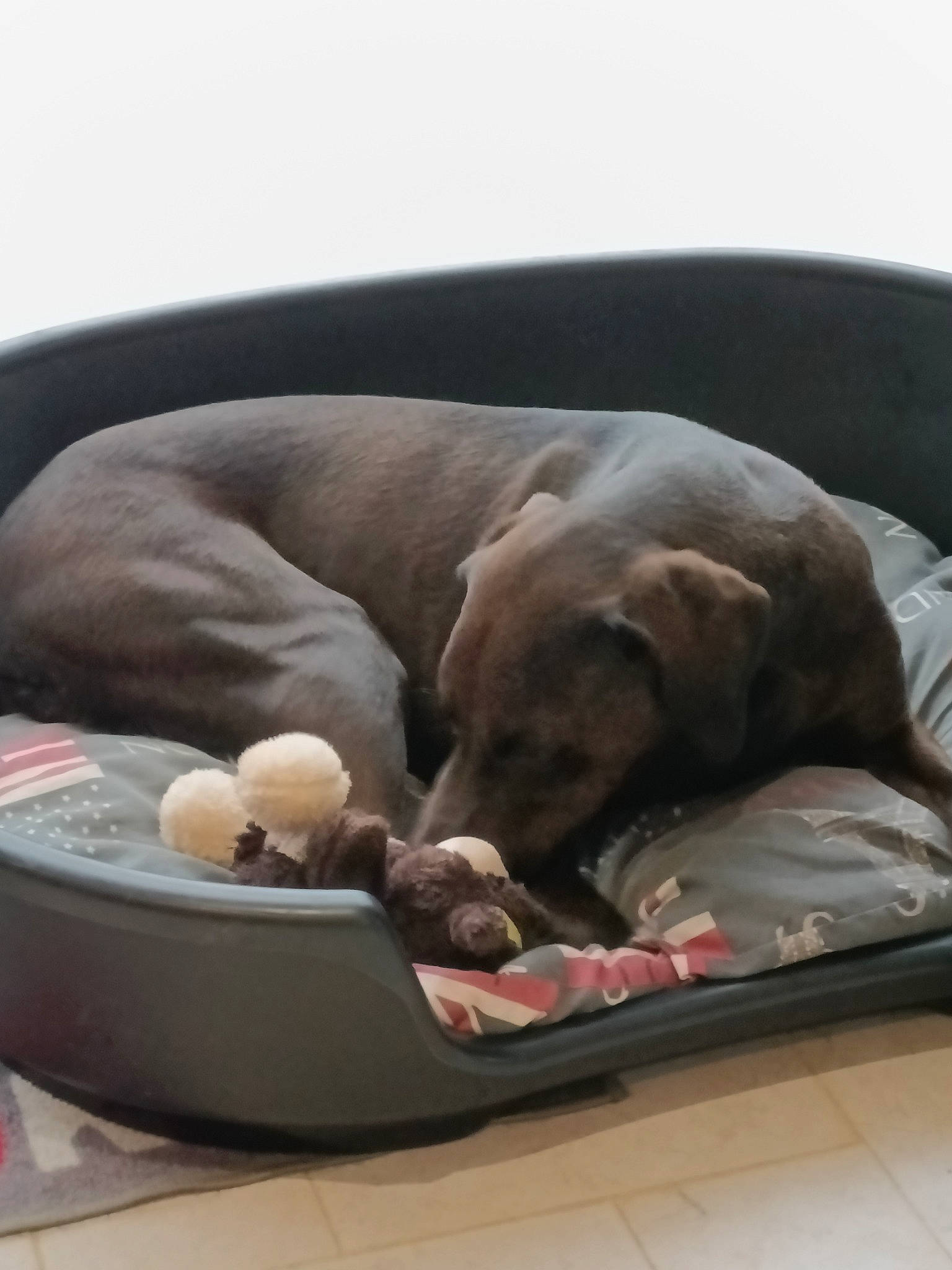 Romy a rejoint le concours — aidez-le/la à gagner de superbes lots ! canidae, carnivore, collar, comfort, companion_dog, dog, dog_bed, dog_breed, dog_supply, fawn, flooring, guard_dog, gun_dog, liver, nap, pet_supply, sleep, sporting_group, working_animal