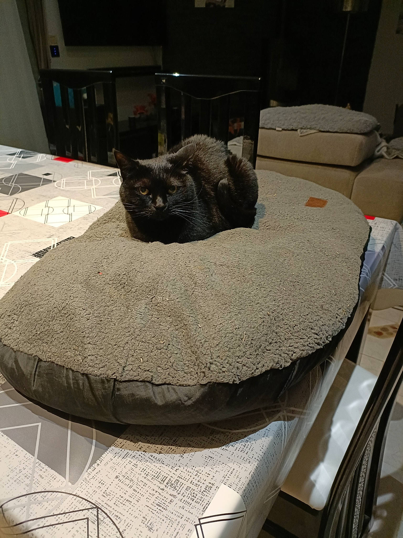 Bella a rejoint le concours — aidez-le/la à gagner de superbes lots ! bedding, bedroom, cat, chair, comfort, couch, domestic_short_haired_cat, felidae, flooring, fur, grey, hardwood, linens, rectangle, room, small_to_medium_sized_cats, table, tablecloth, tail, whiskers