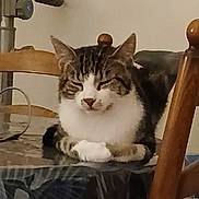 Viko participe au concours pour gagner de l'argent avec cette photo : cat, tabby, indoor, table, glass_table, wooden_chair, resting, pet, feline, domestic_cat, calm, fur, whiskers, animal, paws, closeup, household, relaxed, cute, seated