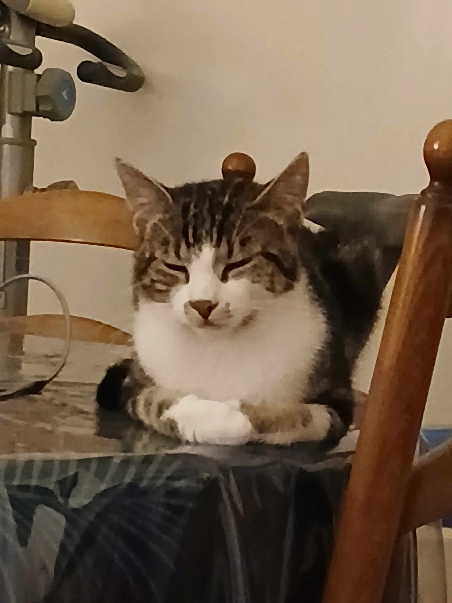 Viko