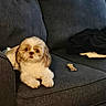 dog, small_dog, fluffy, couch, sofa, indoor, pet, treat, brown_and_white, fur, looking, cute, companion, relaxed, home, furniture, animal, domestic_animal, resting, seat