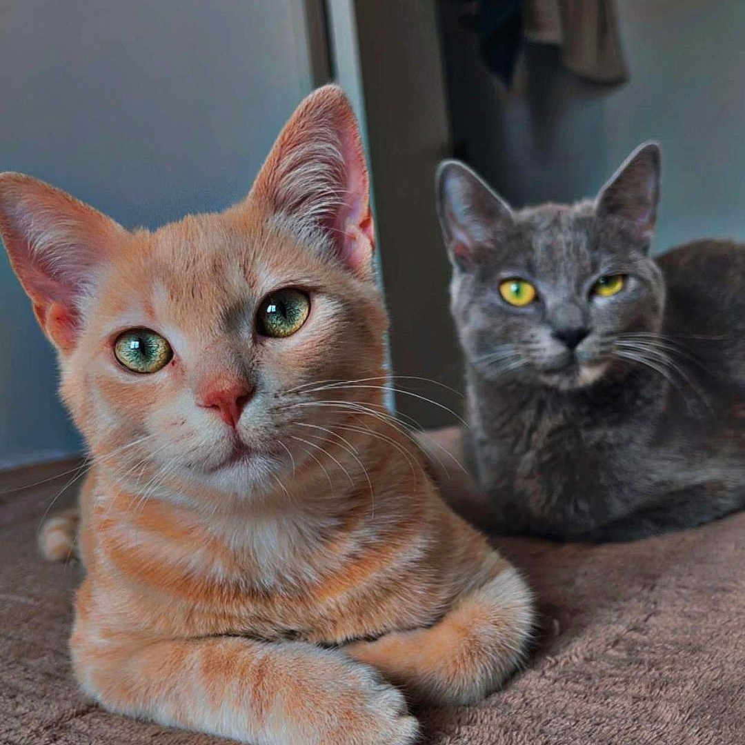 Rocket participe au concours pour gagner de l'argent avec cette photo : abyssinian, angora, animal, blackcat, cat, egyptiancat, hardwood, indoors, kitten, manx, pet, siamese, wood