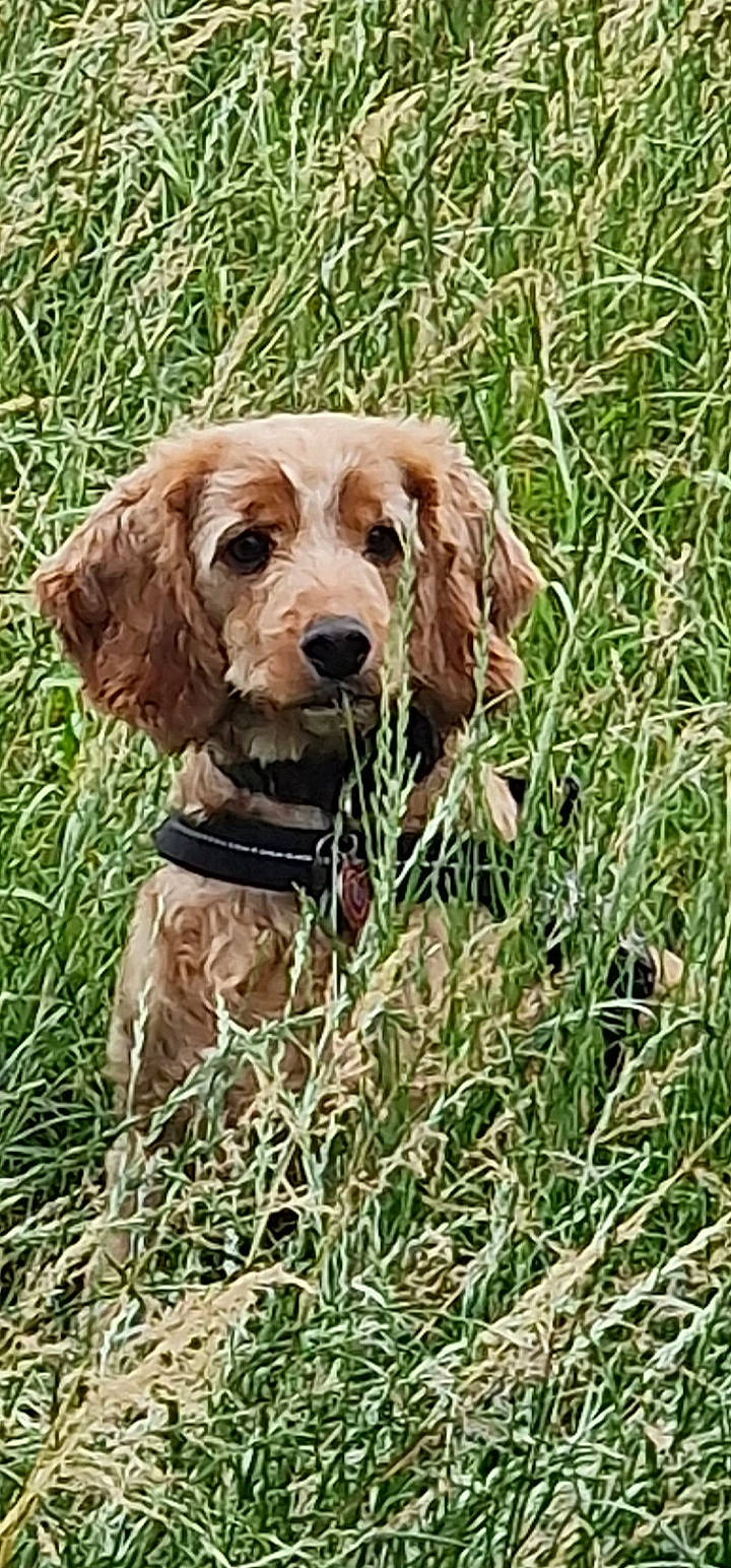 Kai joined the competition — help win amazing prizes! canidae, carnivore, companion_dog, dog, dog_breed, dog_collar, fawn, grass, grassland, gun_dog, hierochloe, liver, plant, poales, prairie, snout, sporting_group, terrestrial_animal, wood, working_animal