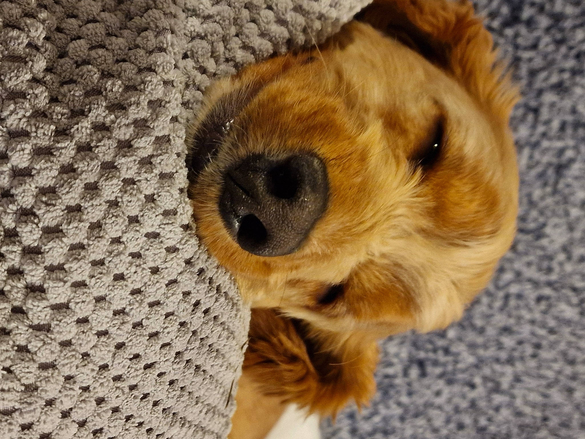 Kai is registered to the contest to win money with this photo: canidae, carnivore, companion_dog, dog, dog_breed, fawn, fur, pattern, paw, puppy, snout, sporting_group, terrestrial_animal, whiskers, working_animal