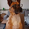 dog, glasses, indoor, furniture, living_room, table, sofa, lamp, brown_dog, portrait, pet, ears, face, seated, house, home_decor, wooden_table, couch, canine, curious