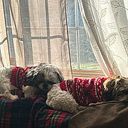 Boaz And Anna is registered to the contest to win money with this photo: dog, pet, sweater, plaid_blanket, couch, window, curtains, indoor, resting, sunlight, cozy, animal, fur, sleepy, relaxing, companion, cute, home, domestic, warm