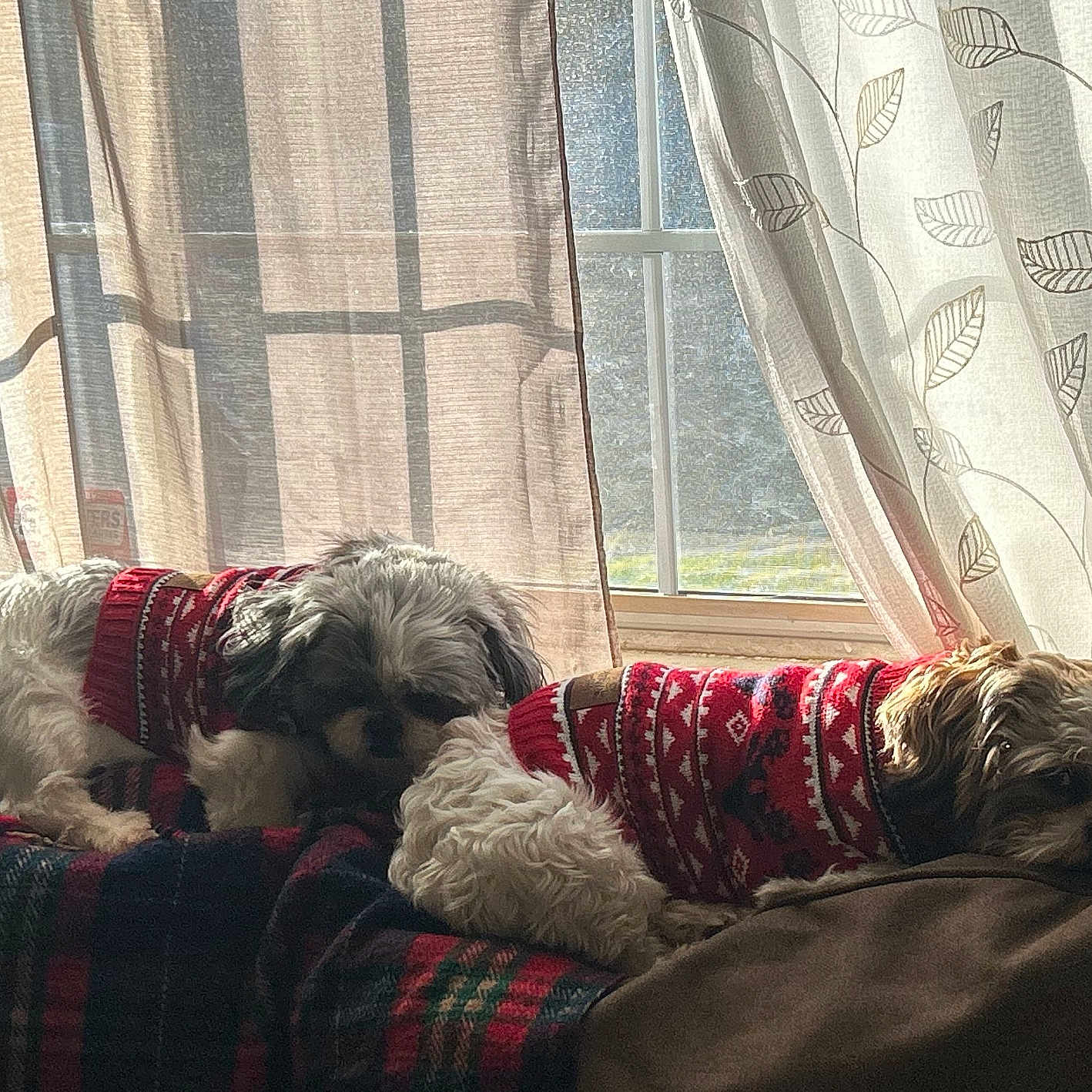 Boaz And Anna is registered to the contest to win money with this photo: animal, companion, couch, cozy, curtains, cute, dog, domestic, fur, home, indoor, pet, plaid_blanket, relaxing, resting, sleepy, sunlight, sweater, warm, window