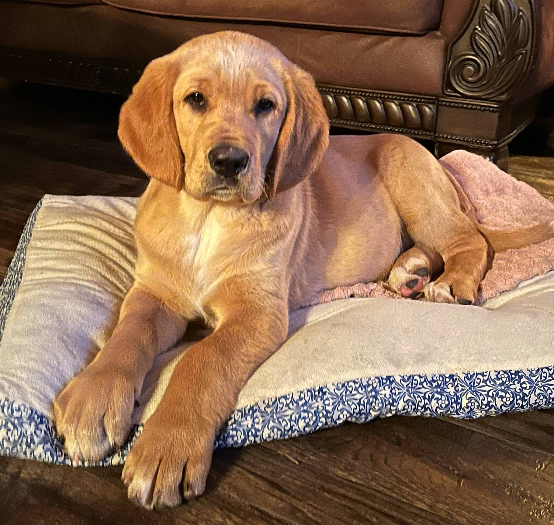 Hank is registered to the contest to win money with this photo: canidae, carnivore, comfort, companion_dog, dog, dog_breed, dog_collar, dog_supply, fawn, fur, hardwood, liver, paw, pet_supply, plant, snout, sporting_group, whiskers, wood, working_animal