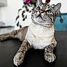 Sawyer participe au concours pour gagner de l'argent avec cette photo : cat, feline, tabby, blue_eyes, short_hair, whiskers, ears, paws, animal, pet, portrait, close_up, indoor, table, dark_surface, flowers, plant, blurred_background, relaxed, sitting