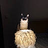 Sawyer participe au concours pour gagner de l'argent avec cette photo : cat, feline, pet, animal, portrait, indoors, bedroom, lamp, feathers, fluffy, white, black, gray, sitting, staring, wide_eyes, whiskers, ears, dramatic_lighting, night