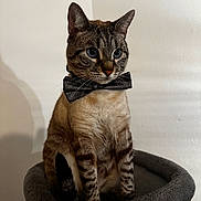 Sawyer participe au concours pour gagner de l'argent avec cette photo : cat, tabby, pet, animal, bow_tie, black_bow_tie, sitting, portrait, indoors, gray_bed, cat_tree, plush, fur, whiskers, ears, blue_eyes, striped_fur, front_view, wall, formal_attire