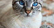 Sawyer participe au concours pour gagner de l'argent avec cette photo : cat, kitten, tabby, silver_fur, blue_eyes, close_up, portrait, whiskers, ears, paws, feline, pet, animal, indoors, carpet, sharp_focus, symmetrical, cute, staring, photography