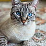 cat, kitten, tabby, silver_fur, blue_eyes, close_up, portrait, whiskers, ears, paws, feline, pet, animal, indoors, carpet, sharp_focus, symmetrical, cute, staring, photography