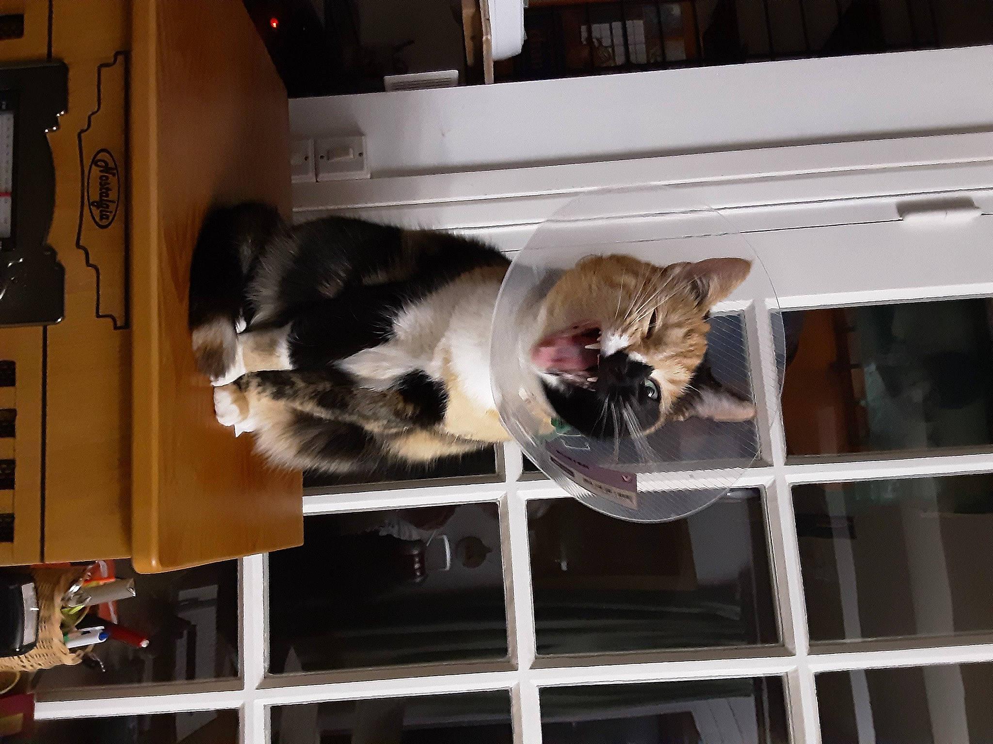 Sweetie participe au concours pour gagner de l'argent avec cette photo : carnivore, cat, cat_supply, domestic_short_haired_cat, felidae, fur, gas, machine, mammal, pet_supply, room, small_to_medium_sized_cats, tail, vehicle, vertebrate, whiskers