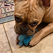 Faith is registered to the contest to win money with this photo: dog, french_bulldog, pet, toy, blue_toy, chewing, paws, wrinkled_forehead, brown_fur, large_ears, close_up, portrait, tile_floor, rug, indoor, cute, looking_up, nose, whiskers, playtime