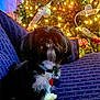 dog, couch, christmas_tree, lights, holiday, decorations, indoor, pet, black_and_white, collar, ornaments, ribbon, festive, furniture, home, cozy, fur, sitting, animal, cute