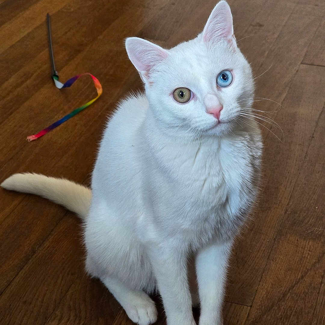 Uno a rejoint le concours — aidez-le/la à gagner de superbes lots ! accessories, angora, animal, cat, doctor, electronics, hardware, hardwood, kitten, leash, manx, person, pet, scissors, siamese, stainedwood, strap, wood