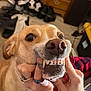 Peaches joined the competition — help win amazing prizes! dog, pet, teeth, mouth, hand, indoor, carpet, rings, fingernails, tattoo, nose, brown, white, fur, person, plaid, furniture, shoe, drawer, smile