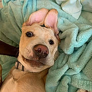 Peaches is registered to the contest to win money with this photo: dog, pet, animal, ears, blanket, lying_down, cute, indoor, canine, fur, collar, closeup, expression, playful, domestic_animal, muzzle, nostrils, whiskers, head, face