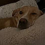 Peaches is registered to the contest to win money with this photo: dog, sleeping, cozy, blanket, fluffy, indoor, pet, resting, brown_dog, closeup, relaxed, fur, comfort, nap, canine, bedroom, soft, home, animal, cute