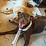 dog, brown_dog, light_dog, scarf, carpet, indoor, pet, animal, canine, smiling_dog, lying_down, happy, playful, household, shoes, sock, floor, cute, domestic, companion