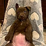 puppy, dog, brown, lying_down, blanket, heart_pattern, cozy, indoor, pet, cute, fur, animal, relaxed, pink_belly, soft, sleepy, comfort, paw, canine, young