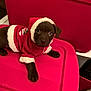 puppy, dog, christmas_outfit, red, cute, festive, holiday, pet, animal, indoors, plastic_container, costume, brown, young, adorable, fur, looking_up, small, canine, sitting