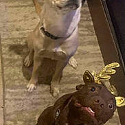 Hazel joined the competition — help win amazing prizes! dog, pets, indoor, carpet, holiday, christmas_hat, reindeer_antlers, brown_dog, tan_dog, festive, cute, animal, canine, collar, smiling, sitting, playful, funny, house, floor