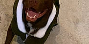 Hazel is registered to the contest to win money with this photo: dog, brown_dog, pet, canine, happy, smiling, jacket, clothing, indoor, carpet, tail, ears, fur, tongue, eyes, animal, domestic_animal, cute, friendly, looking_up