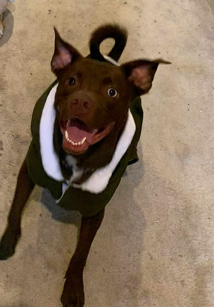 Hazel