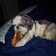 Charlie is registered to the contest to win money with this photo: dog, pet, indoor, blanket, bed, chew_bone, fur, lying_down, small_dog, white_fur, gray_fur, animal, companion, canine, relaxed, cozy, nighttime, domestic, cute, sleepy