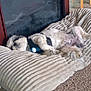 Charlie joined the competition — help win amazing prizes! dog, pet, lying_down, cushion, striped, indoor, carpet, fireplace, relaxed, furry, small_dog, harness, cozy, resting, animal, home, fur, sleeping, comfort, domestic