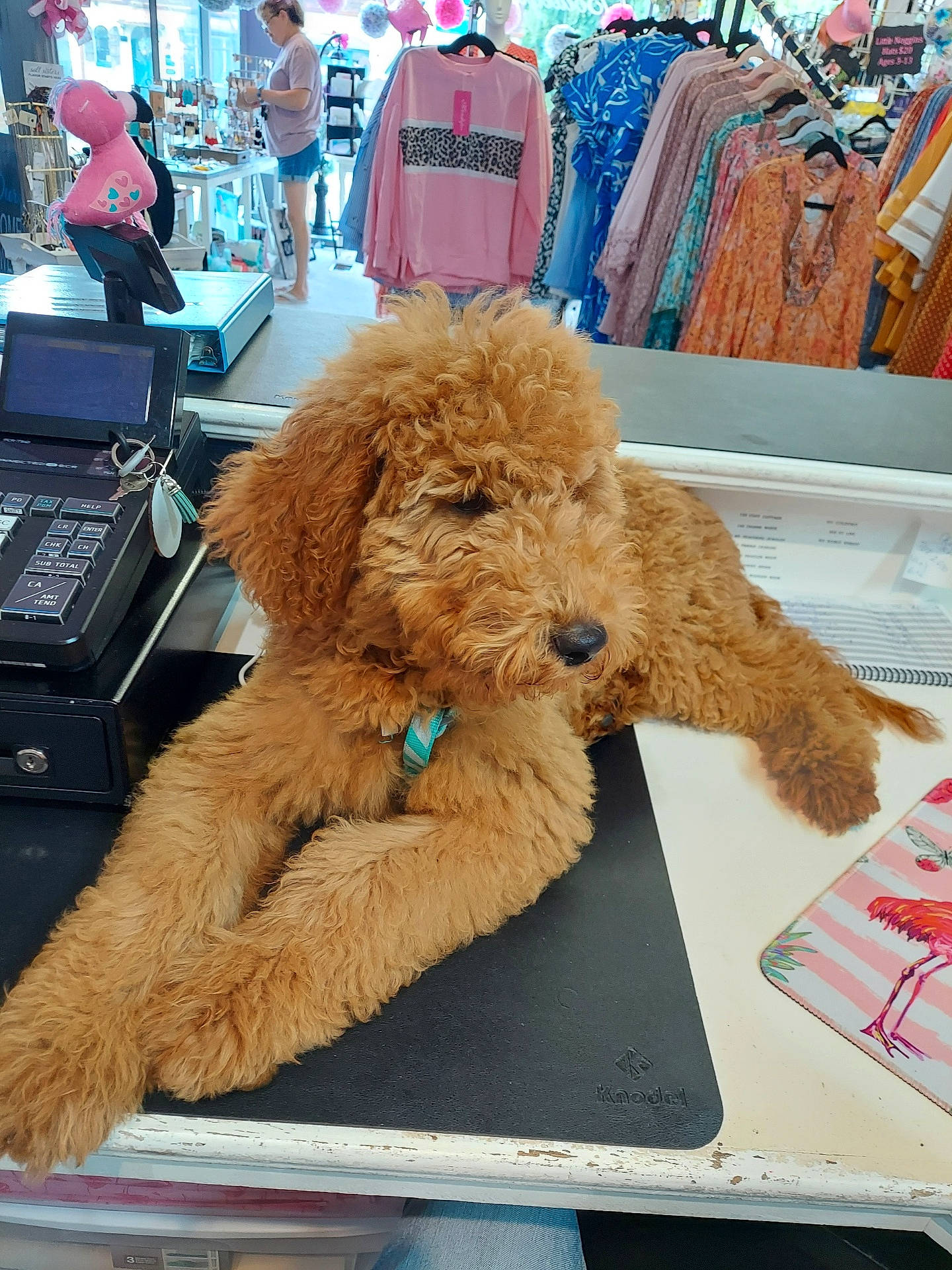 Sir Winston Ray Thomas is registered to the contest to win money with this photo: canidae, carnivore, chair, companion_dog, dog, dog_breed, dog_collar, eyewear, fur, goggles, hat, non_sporting_group, poodle, poodle_crossbreed, sporting_group, sunglasses, terrier, toy_dog, water_dog, working_animal