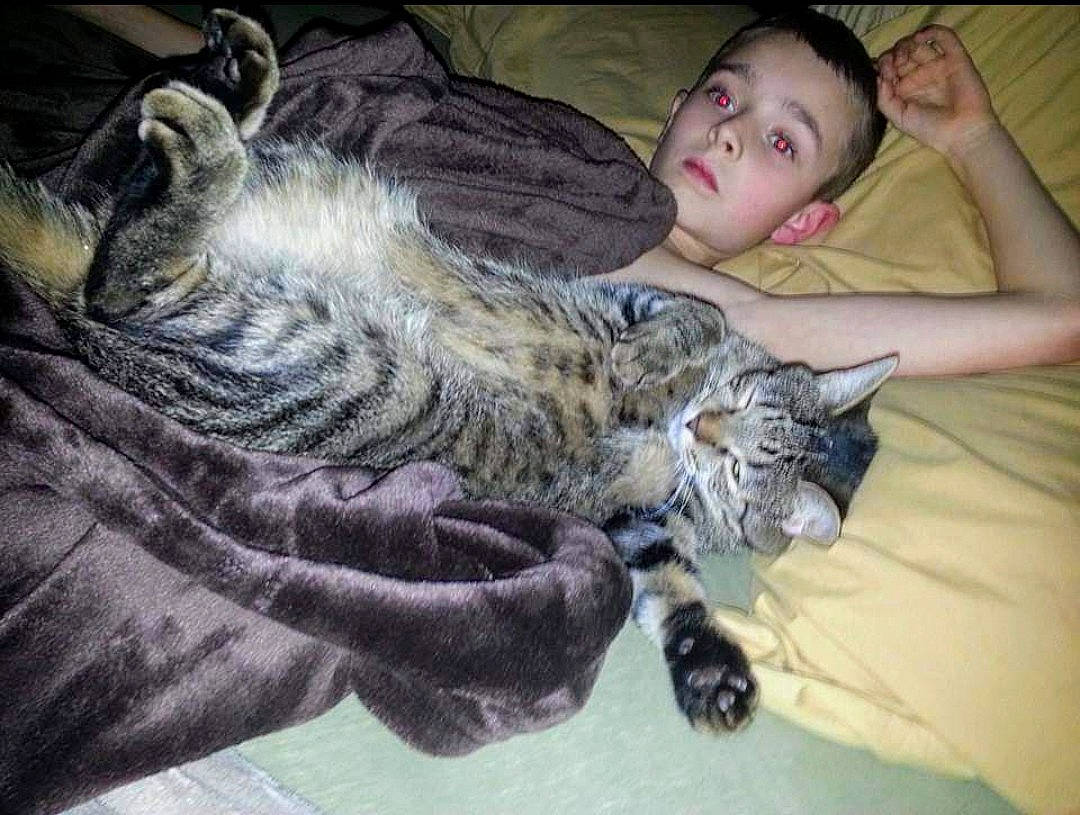 Yuri joined the competition — help win amazing prizes! american_shorthair, asian, carnivore, cat, claw, domestic_short_haired_cat, dragon_li, ear, egyptian_mau, european_shorthair, felidae, fur, kitten, nap, norwegian_forest_cat, pixie_bob, sleep, small_to_medium_sized_cats, tabby_cat, whiskers