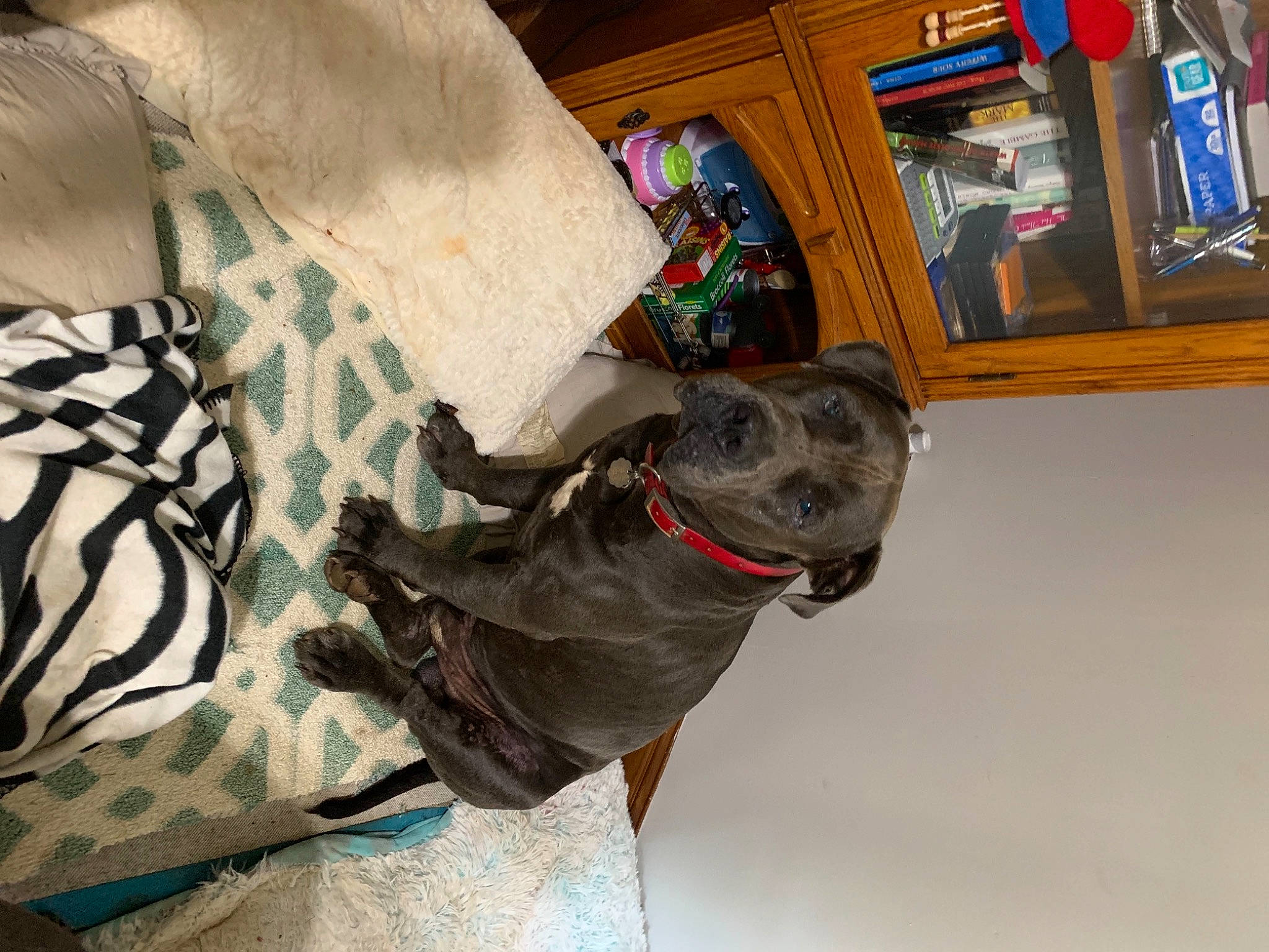 Oddie is registered to the contest to win money with this photo: canidae, carnivore, collar, comfort, companion_dog, dog, dog_breed, dog_collar, dog_supply, fawn, fur, guard_dog, liver, non_sporting_group, room, snout, sporting_group, tail, toy_dog, working_animal