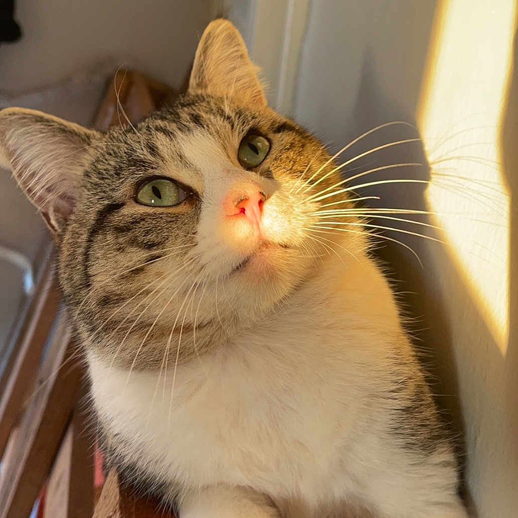 Gizmo joined the competition — help win amazing prizes! animal, cat, closeup, cozy, cute, domestic_cat, feline, fur, green_eyes, indoor, paw, pet, pink_nose, portrait, railing, relaxing, sunlight, tabby, whiskers, wood