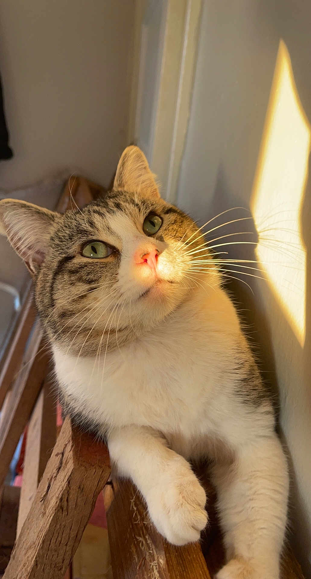 Gizmo joined the competition — help win amazing prizes! cat, tabby, pet, animal, indoor, wood, railing, sunlight, green_eyes, pink_nose, whiskers, paw, relaxing, fur, closeup, portrait, cute, feline, domestic_cat, cozy