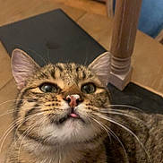 Tigrou a rejoint le concours — aidez-le/la à gagner de superbes lots ! cat, tabby_cat, pet, close_up, whiskers, tongue_out, nose, ears, green_eyes, fur, striped_fur, indoor, wooden_table, chair, furniture, floor, portrait, cute, playful, domestic_animal